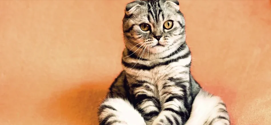 Le espressioni del gatto